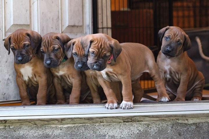 rhodesian ridgeback Puppies  WhatsApp me : +66 63 826 3042
