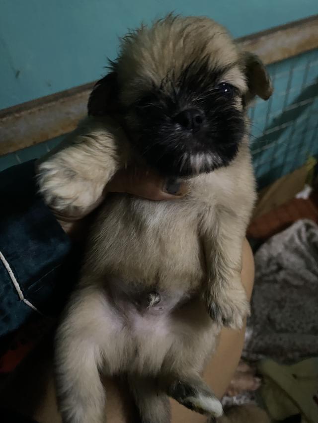 ชิสุปอม ตัวเล๋กน่ารัก