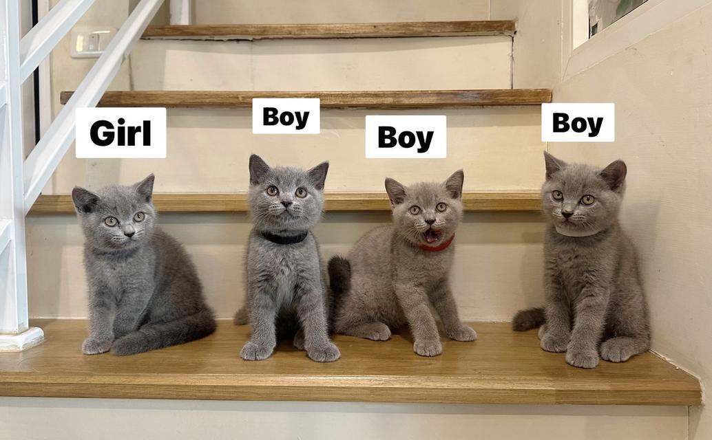 บริติช ช็อตแฮร์ (British Shorthair) สีบลู สีไลแลค