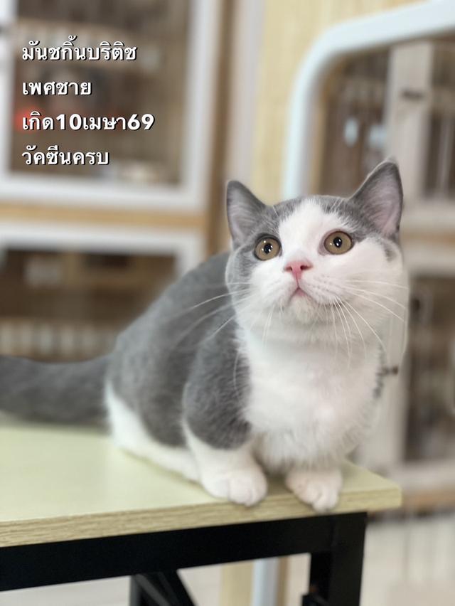 มันชกิ้นขาสั้นพร้อมย้าย