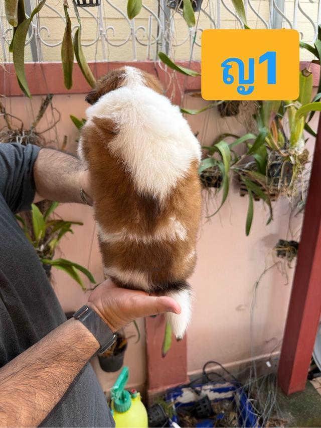 บางแก้วแท้ พ่อแม่สายประกวด เชื้อดี รู้ความสุดๆ #พร้อมใบเพ็ดชมรมบางแก้วประเทศไทย TBC สนใจทักได้ครับ 20