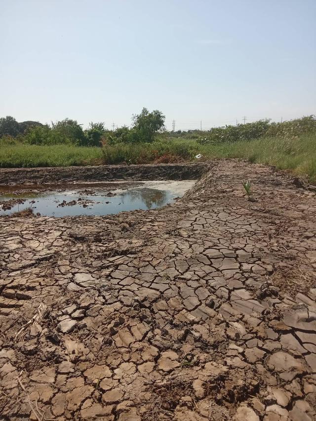 ขายที่ดินเปล่า 525 ตรว. ติดถนนคอนกรีต ซอยเทศบาลบางปู 83 4