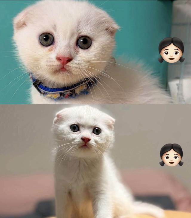 Scottish Fold kittens