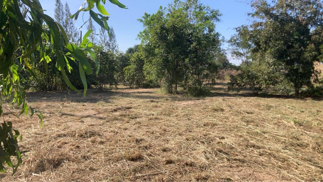 ขายที่ดินเปล่า หัวหิน ทับใต้ 12-3-13 ไร่ ติดถนน ทำเลดี ใกล้แม็คโคร ปราณบุรี 4