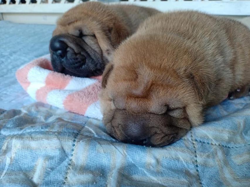 ลูกสุนัข Shar Pei สีน้ำตาล 4