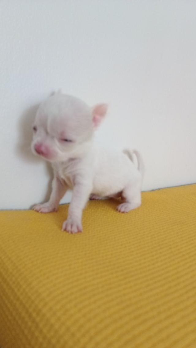 เจ้าขาวเพศเมีย ตัวเล็ก