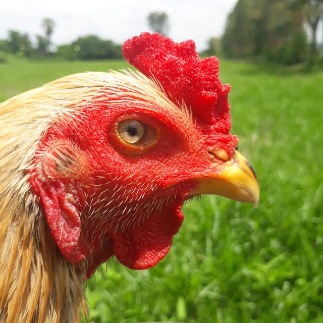 ไก่ชนพม่าสายตี
