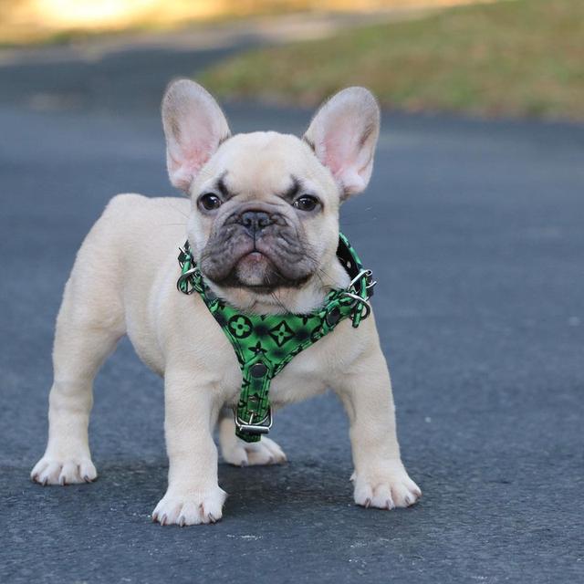 French Bulldog Puppies | WhatsApp me : +66 63 826 3042 รูปย่อยที่ 2