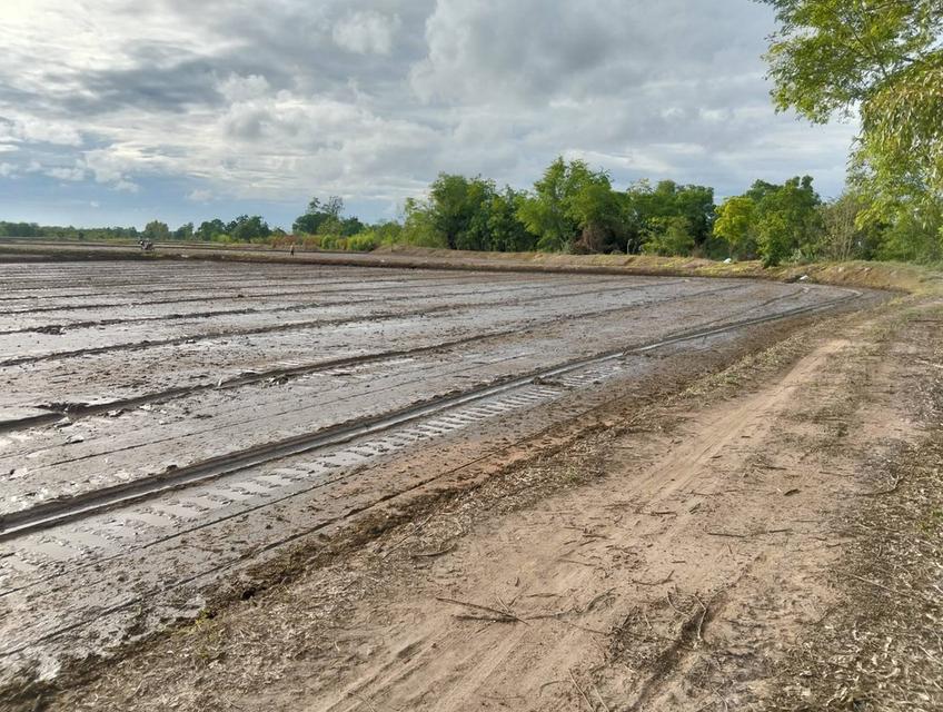 ขายที่ดิน 3 แปลง จังหวัดชัยนาท 7