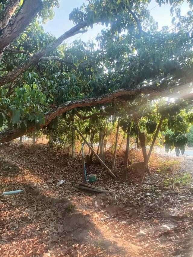 ขายที่ดินโฉนดครุฑแดง (เจ้าของขายเอง) 14