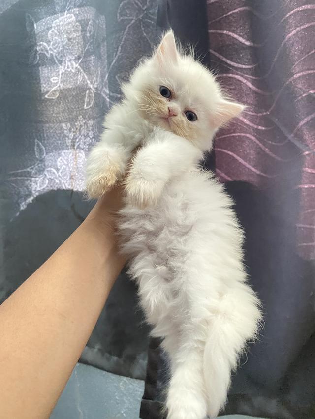 เปิดจอง น้องแมวสก็อตติช 3