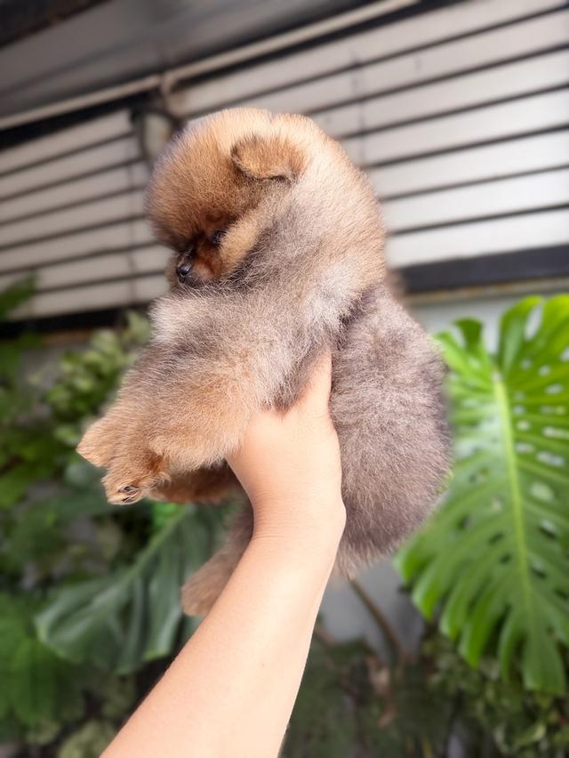 ปอมเมอเรเนียนแท้ เพศเมีย สีส้ม พิกัดรามอินทรา 12