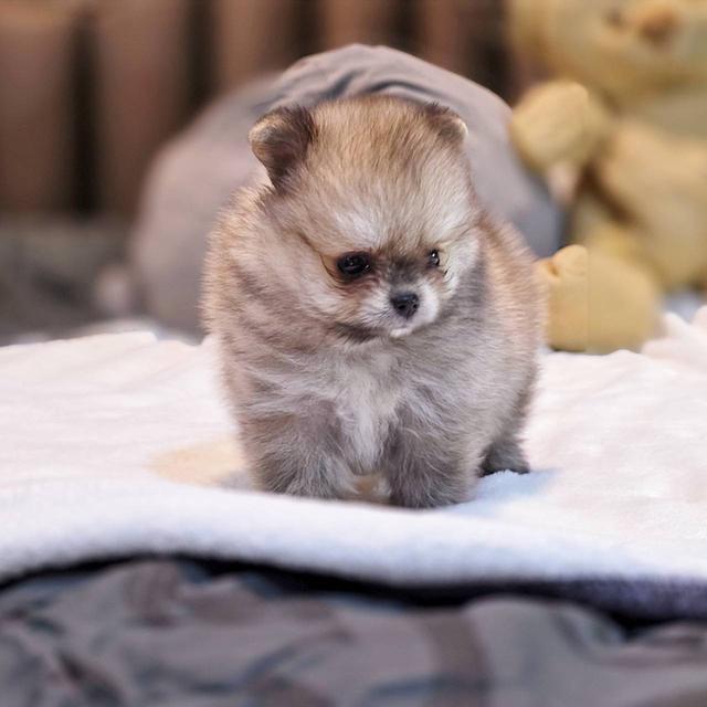 ปอมเมอเรเนียนแท้ ทีคัพ สีส้ม เมีย