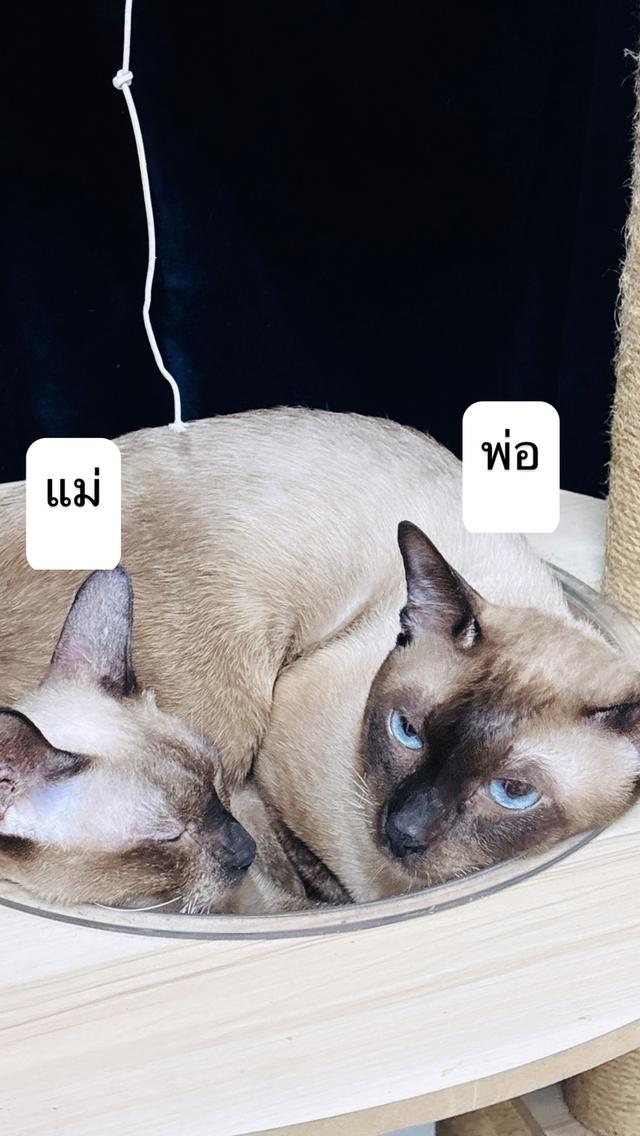 แมววิเชียรมาศ (Siamnese) เลือดแท้