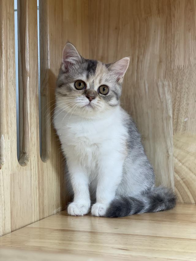 แมวมันช์กิ้นขายาว เพศหญิง รูปย่อยที่ 2