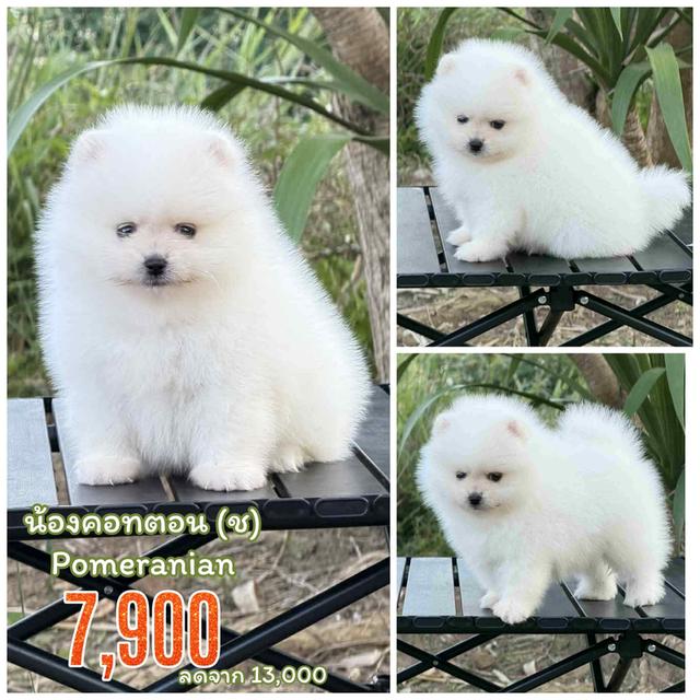 น้องคอทตอนปอมหน้าหมีสีขาวเพศชายสุดหล่อไซส์เล็กจิ๋ว