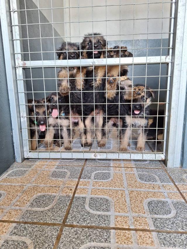 Adorable German Shepherd Puppies - Ready now !