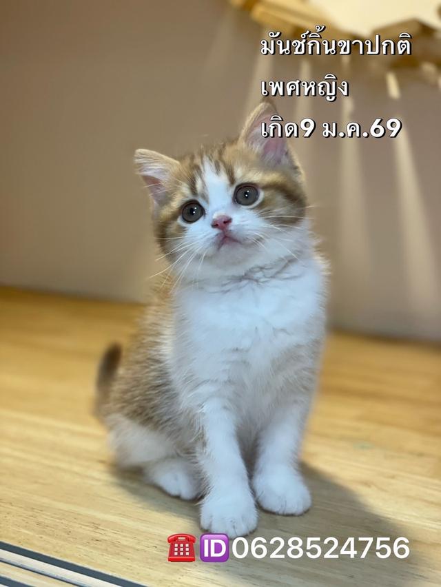 ลูกแมวมันช์ก้้น ขาปกติ