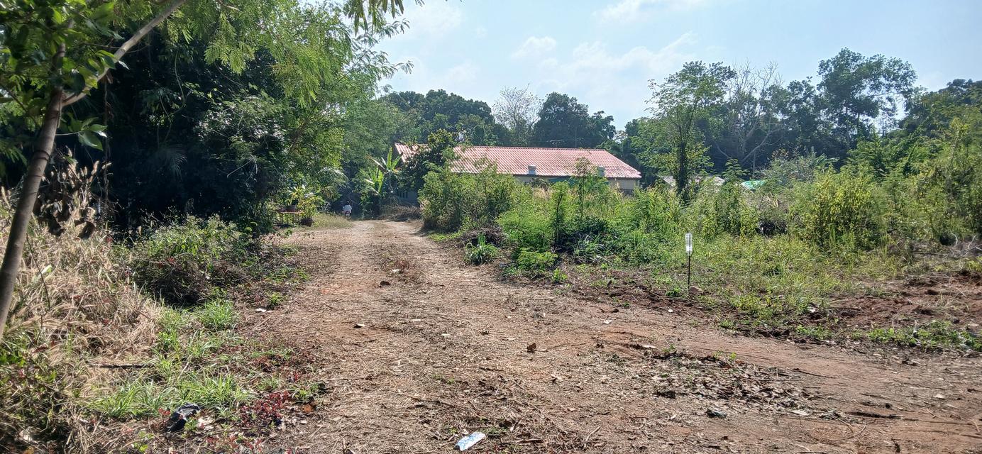 ขายที่ดินเปล่าโฉนด 1 งาน 14 ตร.ว. อยู่ในชุมชน ต.นาชะอัง อ.เมืองชุมพร ห่างศาลากลางจังหวัดเพียง 3 กม. ที่เนินปลอดภัยจากน้ำท่วม เจ้าของเองครับ 6