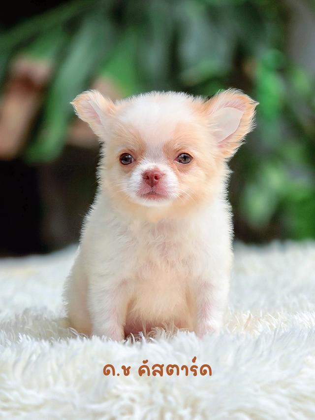 สุดหล่อน้องคัสตาร์ดชิวาวาขนยาวแท้ฟอร์มสวยฟน้าหักสีครีมวัคซีนแล้ว