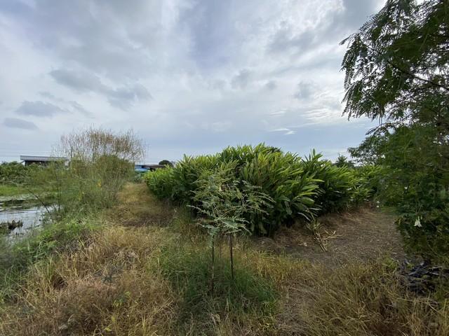 ขายที่ดินเปล่า ทำเลดี เจ้าของขายเอง ตำบลคลองด่าน อำเภอบางบ่อ สมุทรปราการ 12