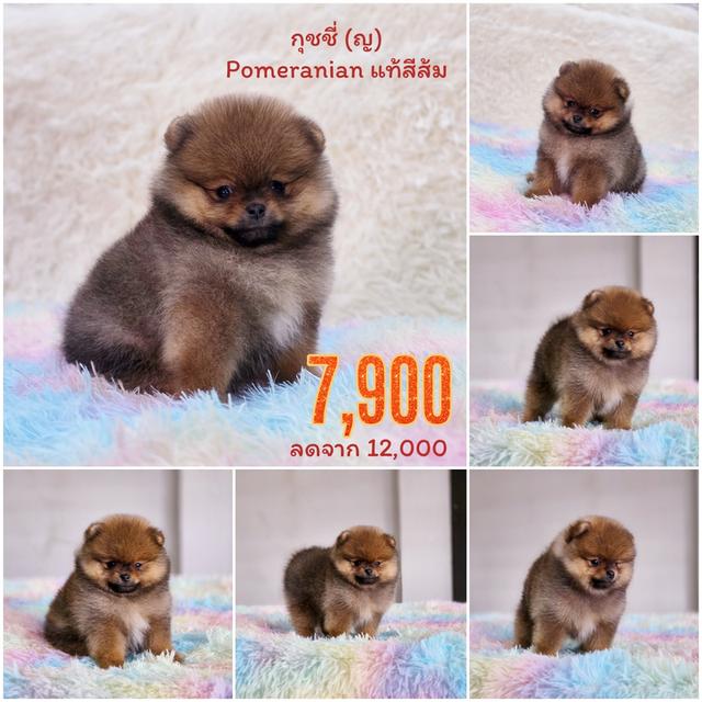 ปอมแท้ฟอร์มหมีไซส์เล็กสีส้มเพศเมียพร้อมย้ายบ้าน