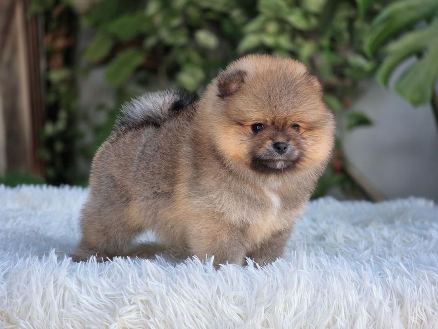 ปอมเมอเรเนียนแท้ สีส้ม เพศเมีย รูปที่ 3