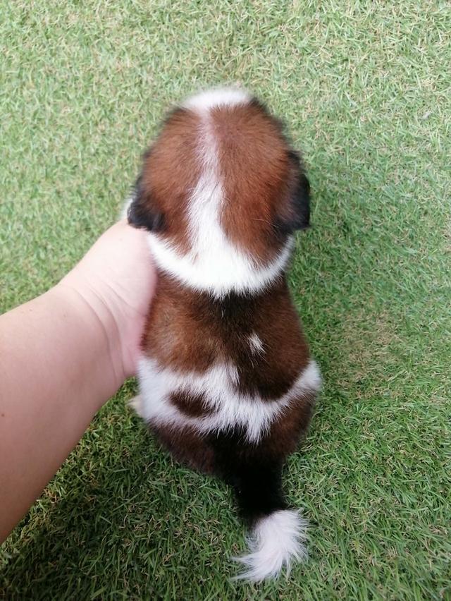 **ขายเเล้ว**ชิสุห์ผสมปอม เพศผู้ พร้อมย้าย รูปย่อยที่ 4
