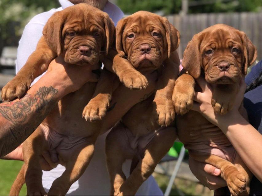 Dogue De Bordeaux Puppies  WhatsApp me : +66 63 826 3042