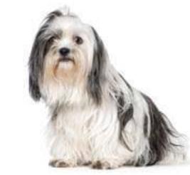 ชิสุ (Shih Tzu) 3