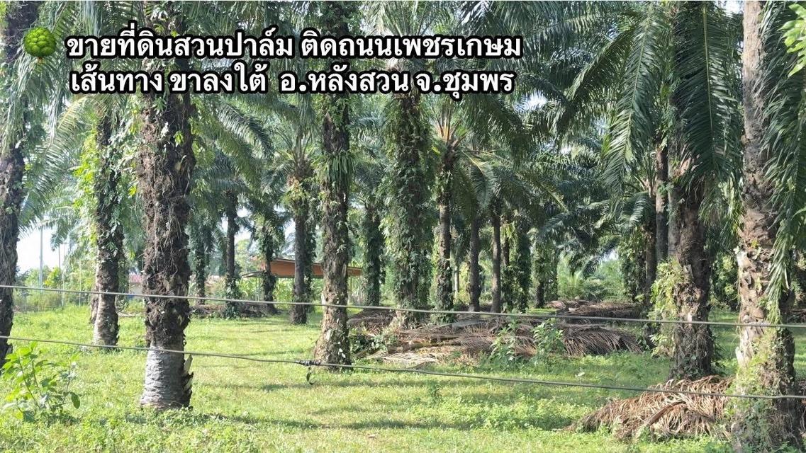 🌳 ขายด่วน! ที่ดินสวนปาล์มสวย ติดถนนเพชรเกษมขาลงใต้ ทำเลทอง อ.หลังสวน จ.ชุมพร 🏗️ 2