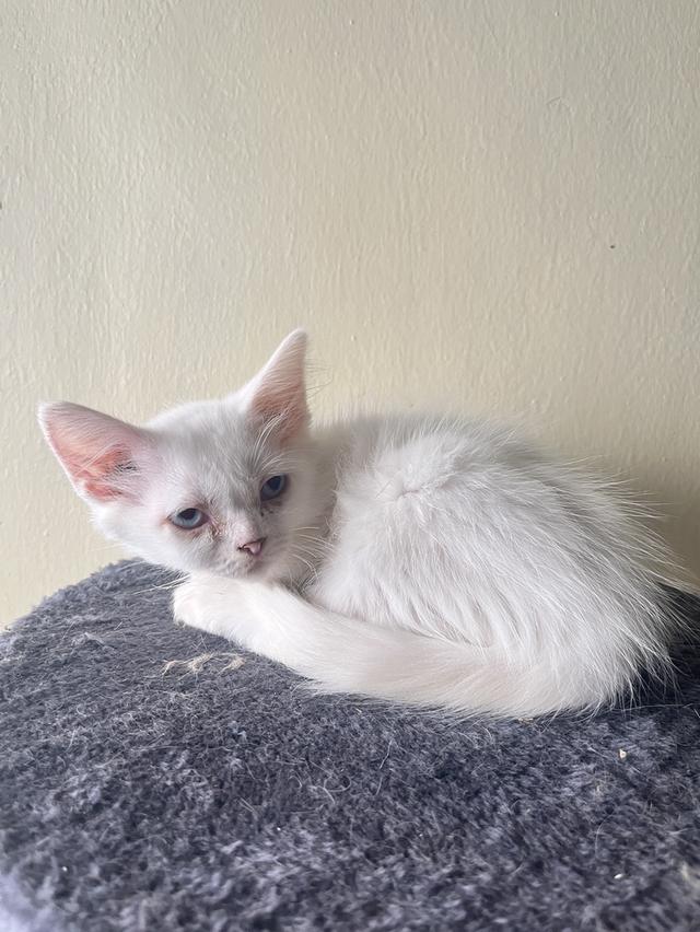 ขายน้องแมว หาบ้านใหม่ให้น้อง รูปย่อยที่ 2