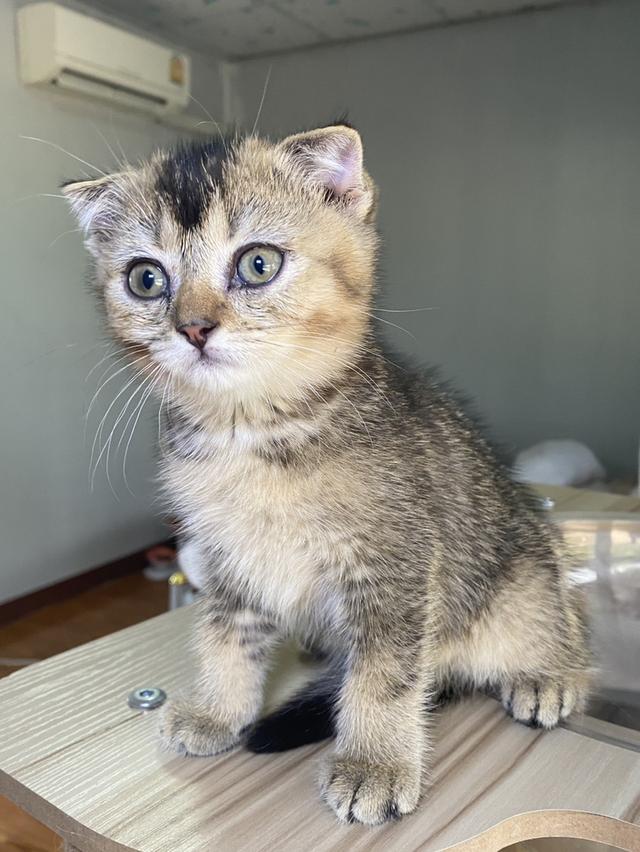 สก็อตติช ดญ 2เดือนพร้อมย้าย รูปที่ 2