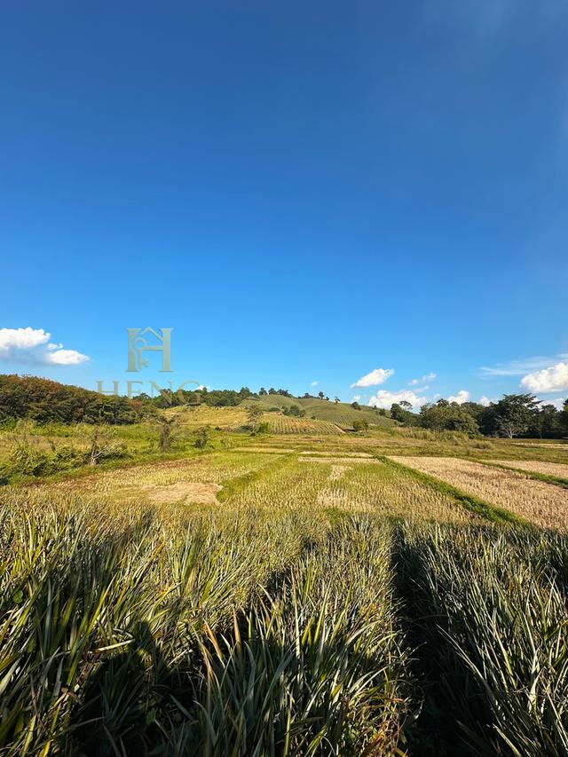 ที่ดินวิวภูเขา 88 ไร่ ติดถนนใหญ่ ทำเลอนาคตไกล แม่จัน  โอกาสพัฒนาได้หลายรูปแบบ!” 10