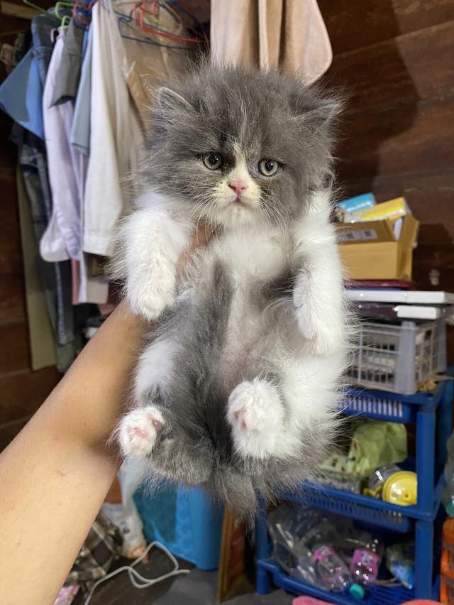 เปอร์เซียแท้ ผู้ชายตัวสุดท้าย รูปที่ 3