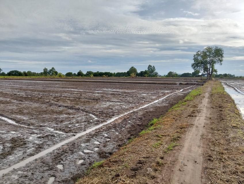 ขายที่ดิน 3 แปลง จังหวัดชัยนาท 9