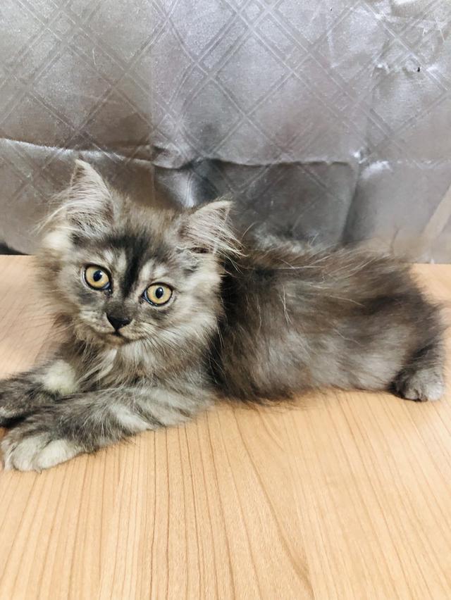 น้องแมวพันธุ์ หิมาลายันผสมชินชิล่า เพศหญิง 3
