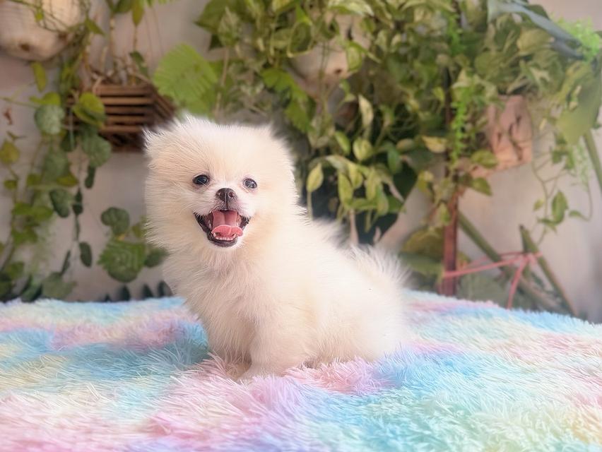 ปอมผสมชิวาวาเพศเมีย พร้อมย้ายบ้าน 2