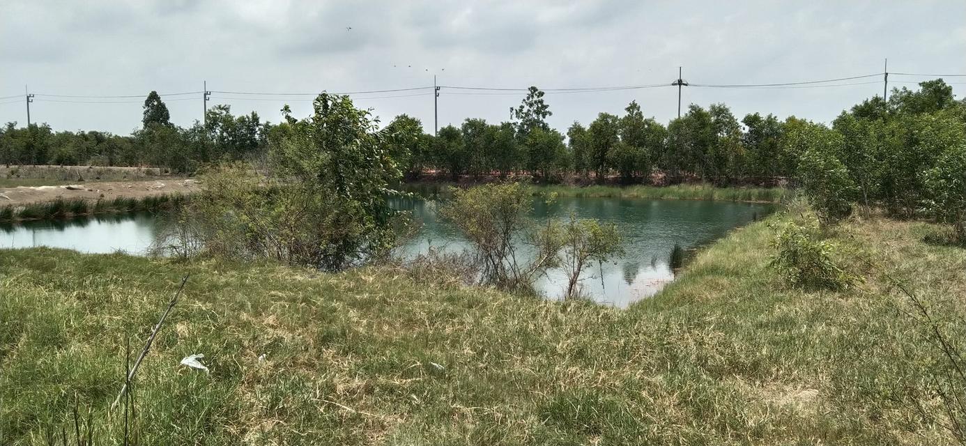 ขายที่ดินโฉนดครุฑแดง 171 ไร่ – พนมสารคาม ฉะเชิงเทรา 5