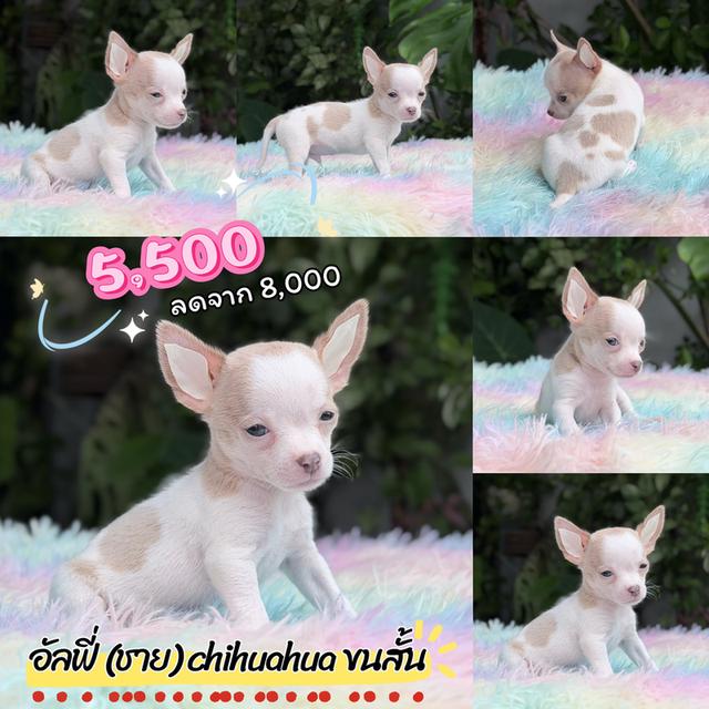 ชิวาวาแท้ขนสั้นเพศผู้