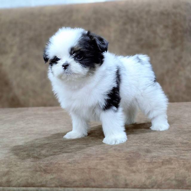 ชิสุผสมพุดเดิ้ล พิกัดรามอินทรา 8