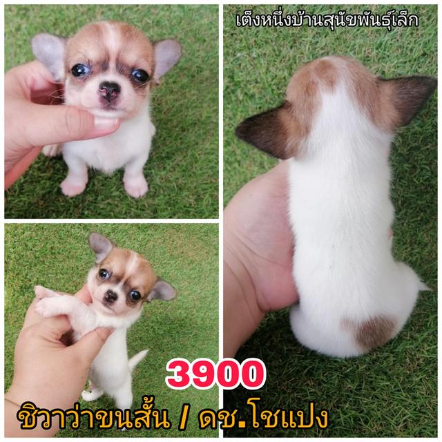 ชิวาว่าเเท้ขนสั้น ขนยาว พร้อมย้าย