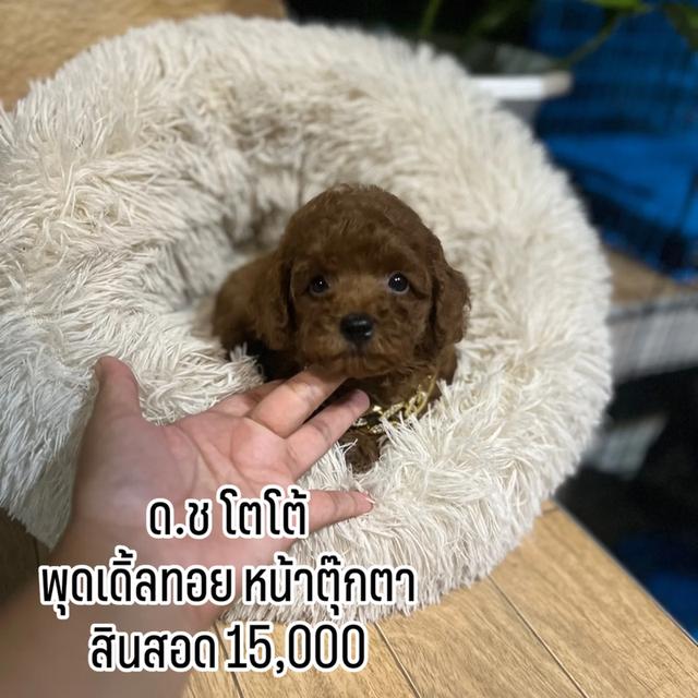 ด.ช​ โตโต้​  พุดเดิ้ลทอย 1