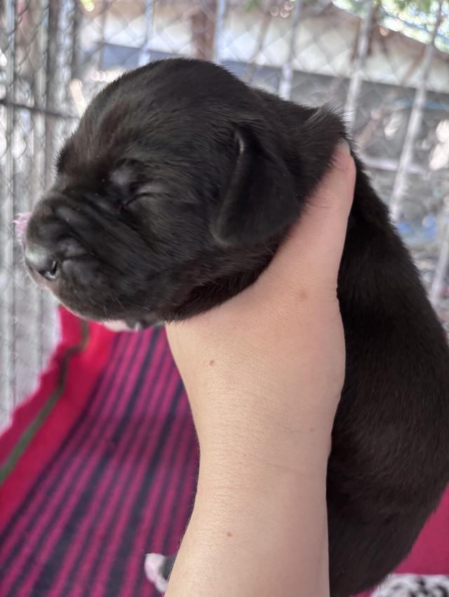 Greatdane ลูกสุนัขเกรทเดน โทรติดต่อ 064 7927107 รูปที่ 7