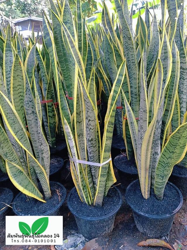 ลิ้นมังกร ลิ้นมังกรขอบทอง รูปที่ 3