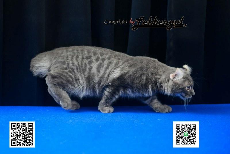 ขายลูกแมวจอมซ่าส์ อเมริกันเคิร์ล สีบลู หางกระต่าย (bobtail) สายพันธุ์แท้ เพศผู้  5
