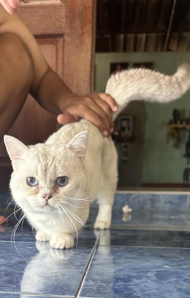 แมว บริติช มันช์กิ้น รูปที่ 5