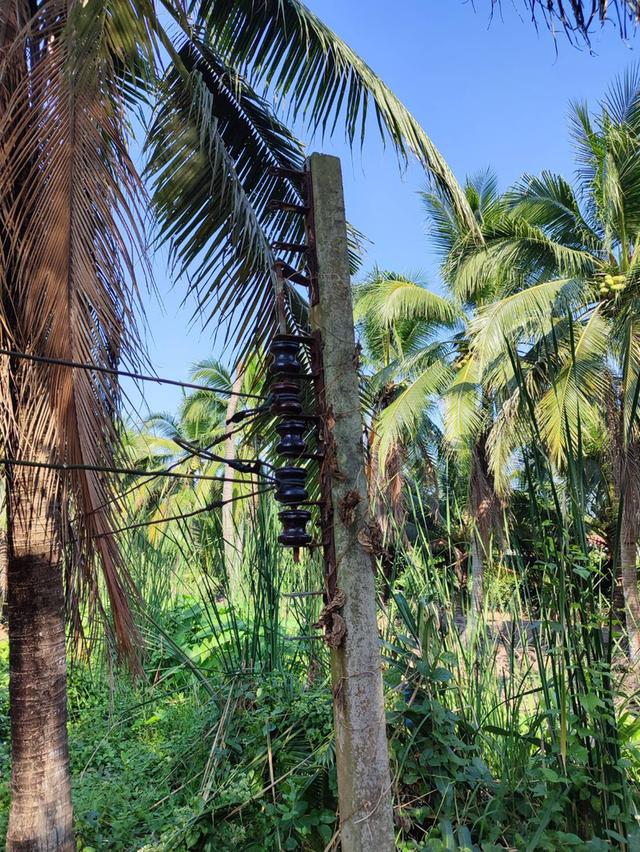 ขายที่ดิน บ้านและสวนมะพร้าว 14