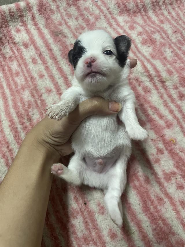 หมาชิวาวา น้องน้องน่ารักหน้าเอ็นดูมากมาก รูปที่ 5