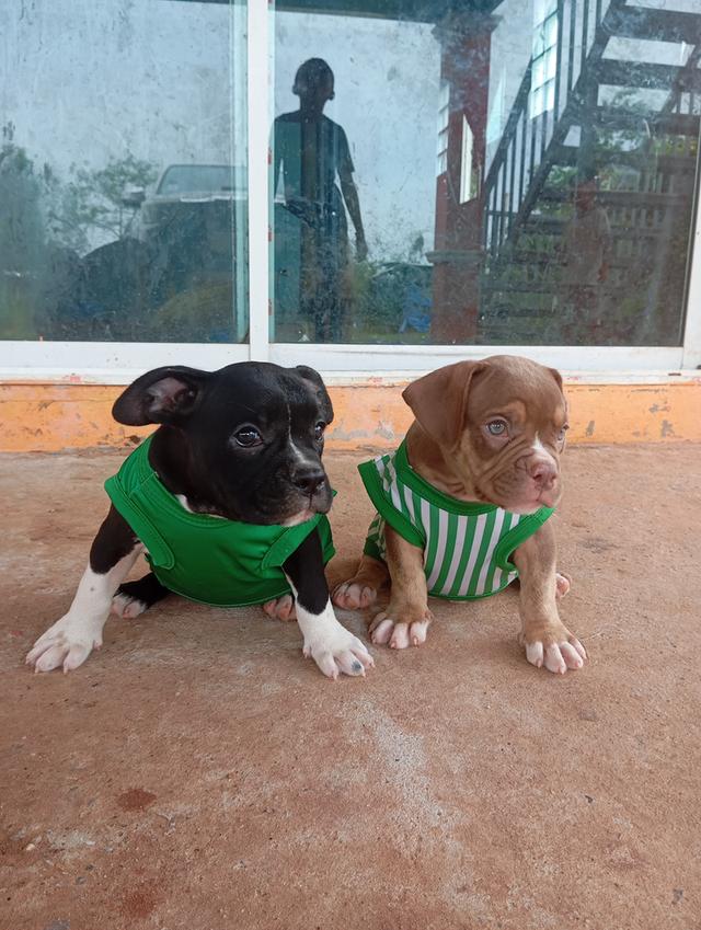 สุนัขอเมริกันบูลลี่ 10,000฿